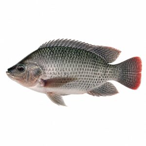 তেলাপিয়া মাছ