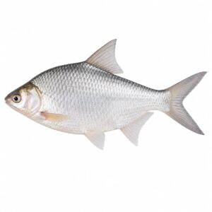 ্পুটি মাছ