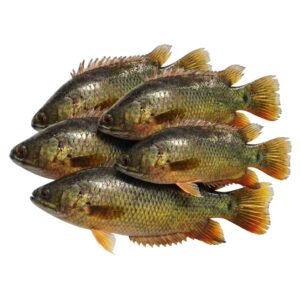 কৈ মাছ